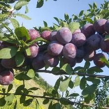 СЛИВА КАБАРДИНСКАЯ РАННЯЯ горшок-с3