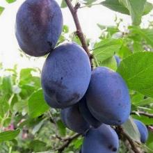 СЛИВА ВЕНГЕРКА ДОНЕЦКАЯ РАННЯЯ горшок-с3