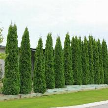 ТУЯ ЗАПАДНАЯ КУБАНСКИЙ ИЗУМРУД горшок-с1