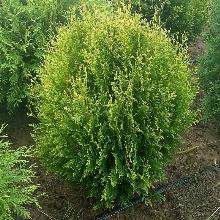 ТУЯ ЗАПАДНАЯ СТОЛВИК горшок-с1