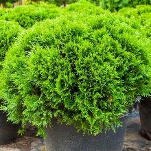 ТУЯ ЗАПАДНАЯ ЛИТЛ ДЖАЙНТ горшок-с1