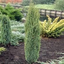 МОЖЖЕВЕЛЬНИК ОБЫКНОВЕННЫЙ АРНОЛЬД горшок-с1