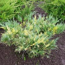 МОЖЖЕВЕЛЬНИК СРЕДНИЙ БЛЮ ЭНД ГОЛД горшок-с1