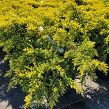 МОЖЖЕВЕЛЬНИК СРЕДНИЙ КИНГ ОФ СПРИНГ  горшок-с1