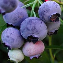 ГОЛУБИКА САДОВАЯ ГОЛДТРАУБ горшок-с1