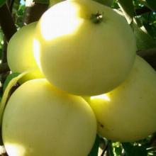 ЯБЛОНЯ КОЛОНОВИДНАЯ БЕЛОЕ СЛАДКОЕ горшок-с3