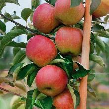 ЯБЛОНЯ КОЛОНОВИДНАЯ ЛЕТНЕЕ КРУПНОЕ горшок-с3