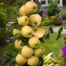 ЯБЛОНЯ КОЛОНОВИДНАЯ ЗОЛОТОЙ ПОЧАТОК горшок-с3