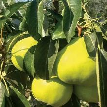 ГРУША КОЛОНОВИДНАЯ ТУЛЬСКАЯ НЕЖНАЯ горшок-с3