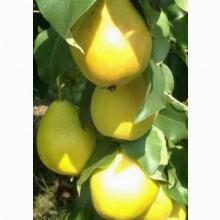 ГРУША КОЛОНОВИДНАЯ ОРЛОВСКАЯ ПОЗДНЯЯ горшок-с3