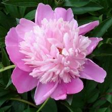 ПИОН ПИНК КАМЕО пакет