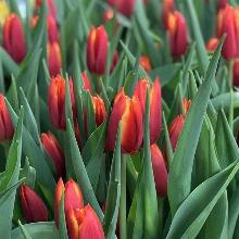 ТЮЛЬПАН ОНТАРИО 3шт-пакет