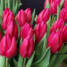 ТЮЛЬПАН ПИНК АРДОР 3шт-пакет