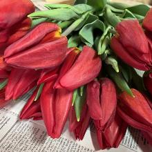 ТЮЛЬПАН РЕД ГОЛД 3шт-пакет