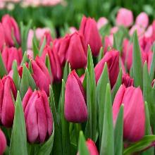 ТЮЛЬПАН СВИТ РОЗЕ 3шт-пакет