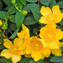 ЗВЕРОБОЙ ХИТКОТ горшок-с1