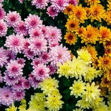 ХРИЗАНТЕМА КОРЕЙСКАЯ МИКС пакет