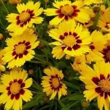 КОРЕОПСИС КРУПНОЦВЕТКОВЫЙ САН КИСС  пакет