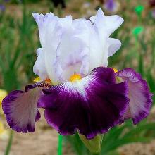 ИРИС БОРОДАТЫЙ ЧАРЛИ пакет