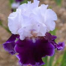 ИРИС БОРОДАТЫЙ РОЯЛ СНОУКЭП пакет