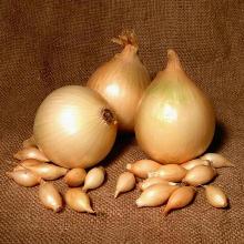 ЛУК-СЕВОК РАДАР 14/21 500г