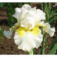 ИРИС БОРОДАТЫЙ МЭЛТЕД БАТТЕР пакет