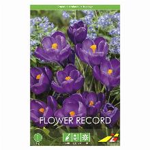 КРОКУС ФЛАУР РЕКОРД 5шт-карточка lefeber