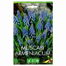 МУСКАРИЙ АРМЯНСКИЙ 10шт-карточка lefeber