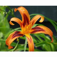 Нажмите чтобы увеличить изображение