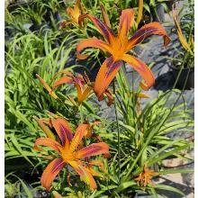 ЛИЛЕЙНИК ТАЙГЕР АЙ СПАЙДЕР пакет