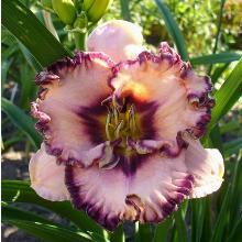 ЛИЛЕЙНИК ХИЭР ЛАЙЕС БУТЧ пакет