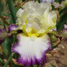 ИРИС БОРОДАТЫЙ ЛИЗЕР ПУРПР пакет