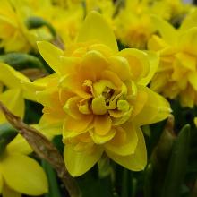 НАРЦИСС ТЕТ БУКЛЕ 2шт-пакет