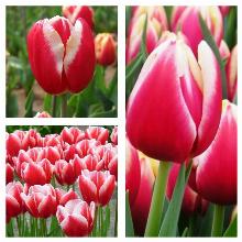 ТЮЛЬПАН ЛИН ВАН ДЕР МАРК 3шт-пакет