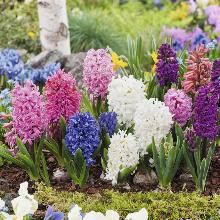 ГИАЦИНТ ПЕРПЛ МИКС 3шт-пакет 14/16