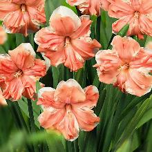 НАРЦИСС АПРИКОТ ВИРЛ 2шт-пакет