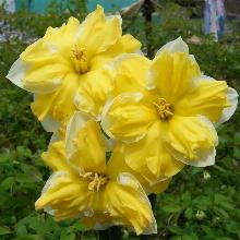 НАРЦИСС БЕЛЬКАНТО 2шт-пакет