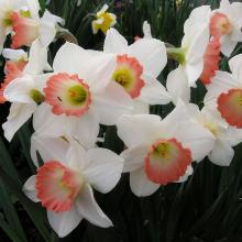 НАРЦИСС ПИНК ШАРМ 2шт-пакет