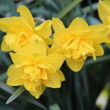 НАРЦИСС ЙЕЛЛОУ ПАРАДИЗ 3шт-пакет