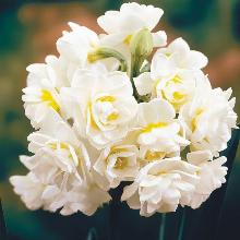 НАРЦИСС ЁРЛИШЕР 3шт-пакет