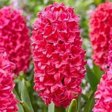 ГИАЦИНТ АМОР 3шт-пакет