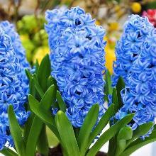 ГИАЦИНТ АКВА 3шт-пакет