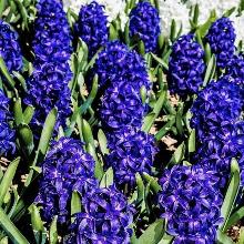 ГИАЦИНТ БЛЮ САПФИР 3шт-пакет