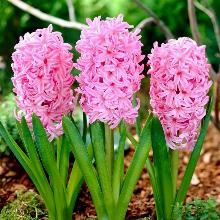 ГИАЦИНТ СИЛЬВЕСТЕР 3шт-пакет