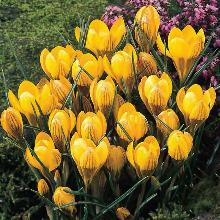 КРОКУС ДОРОТИ 5шт-пакет