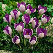 КРОКУС ЯЛТА 5шт-пакет