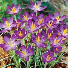 КРОКУС УАЙТВЕЛЛ ПУРПЛ 5шт-пакет