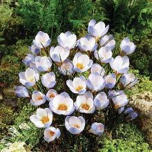 КРОКУС БЛЮ ПЕРПЛ 5шт-пакет