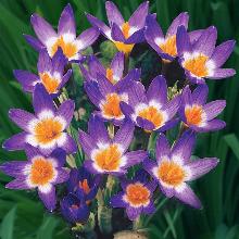 КРОКУС ТРИКОЛОР 5шт-пакет