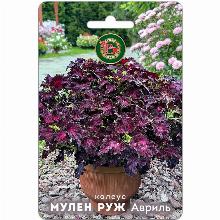 КОЛЕУС МУЛЕН РУЖ АВРИЛЬ 10 ШТ биотехника
